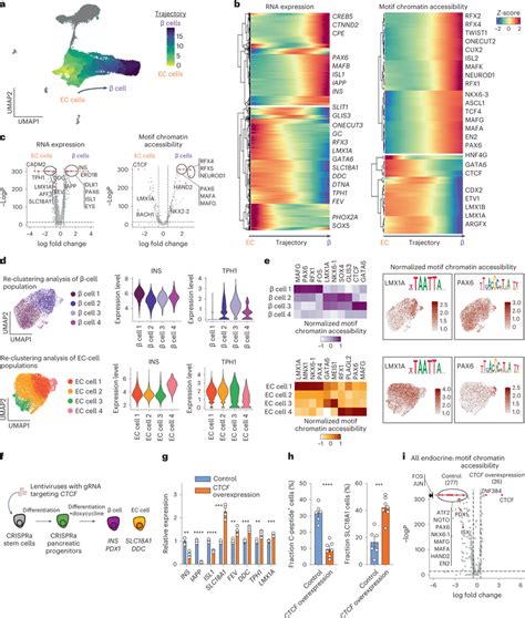 Sc Ec And Sc β Cells Have Unique And Common Transcriptional And