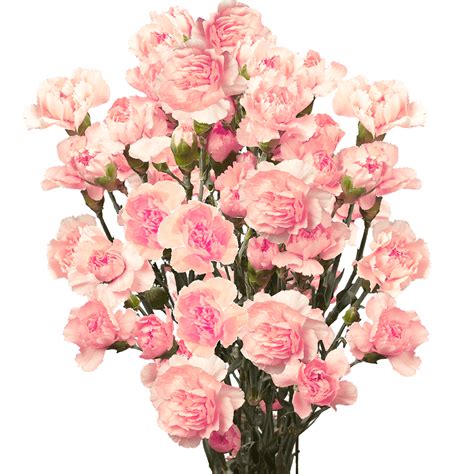 100 Stems Of Pink Spray Carnations Beautiful Fresh Cut Flowers