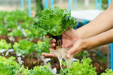 Hidropon A Lo Que Debes Saber De Este Tipo De Cultivo