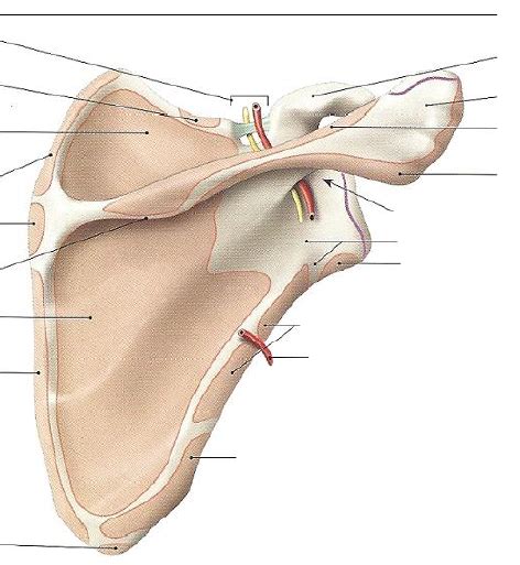 Scapula Face Dorsale Diagram Quizlet