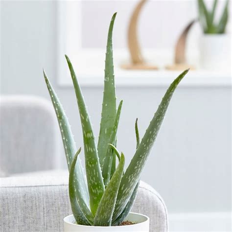 Aloes Leczniczy Aloe Vera Duża Ładna Sadzonka Aloes zwyczajny