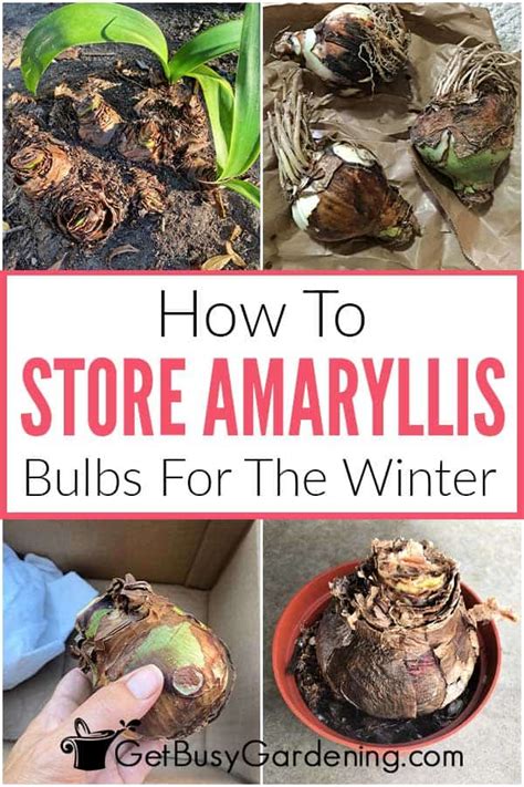 Storing Amaryllis Bulbs For Winter Complete How To Guide Get Busy