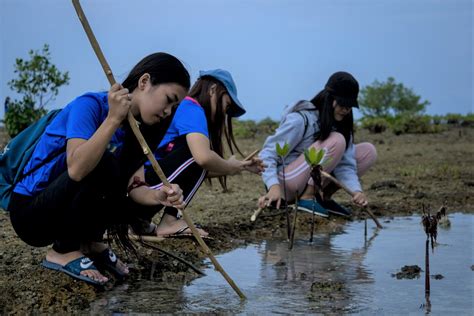 Ub Nstp Cwts Studes Go Mangrove Planting