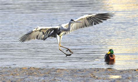 Rebounding Nature China Becomes Global Trailblazer In Wetland