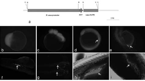 Germ Line Specific Expression Of The Vasarfp Transgene In Zebrafish