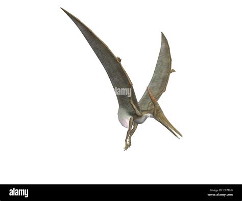 Dinosaurier Pteranodon Dinosaur Pteranodon Stock Photo Alamy