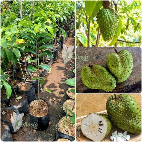 Jual Bibit Tanaman Buah Sirsak Madu Jumbo Okulasi Cepat Berbuah