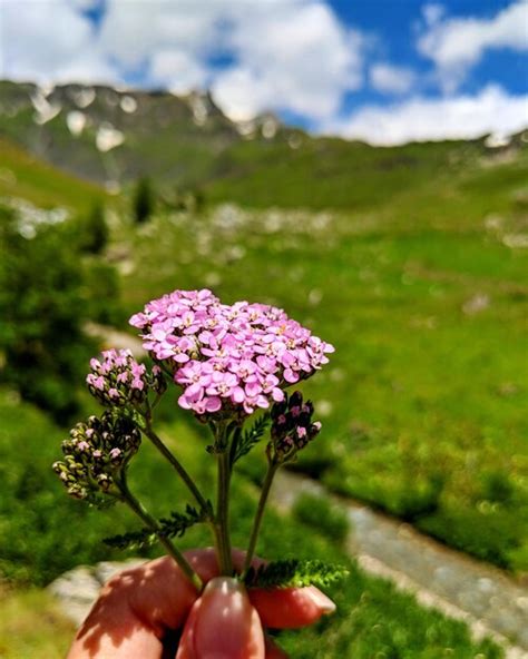 Premium Photo Cropped Hand Holding Purple Flowers Against Mountains