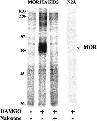 Damgo Induced Phosphorylation Of Mor Tag Untransfected Neuro A Cells