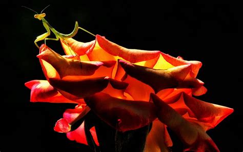 Praying Mantis On A Rose Rose Black Praying Mantis Flower Green