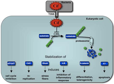 Toxins Free Full Text Cycle Inhibiting Factors Cifs