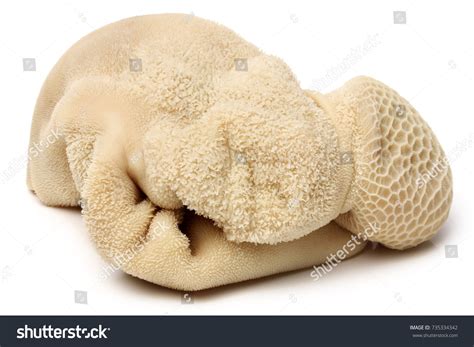 602 Pig Tripe Images Stock Photos And Vectors Shutterstock