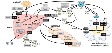 Mechanism Of Action Of Fibrates On Lipid And Lipoprotein, 60% OFF