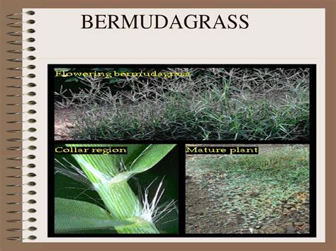 Agronomy Weeds Agronomy Team Ppt Download