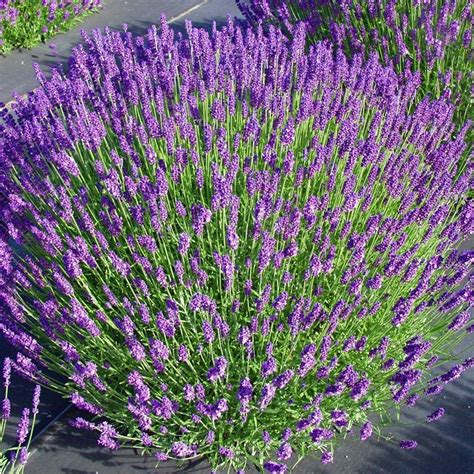 Lavanda Lavandula Angustifolia Rasadnik Cvjetićanin