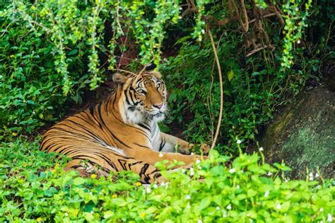 Premium Photo | Bengal tiger resting in forest