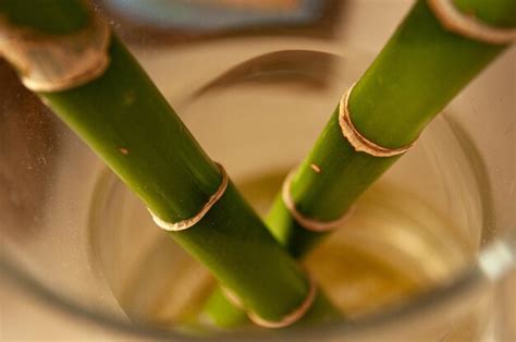 Premium Photo High Angle View Of Plant In Glass Bottle On Table