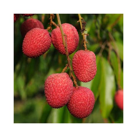 Buy Lychee Hybrid Plants Online at lowest price