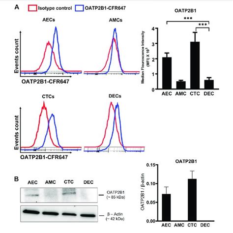 Expression Of OATP2B1 Transporter Protein In Human Fetal Membrane