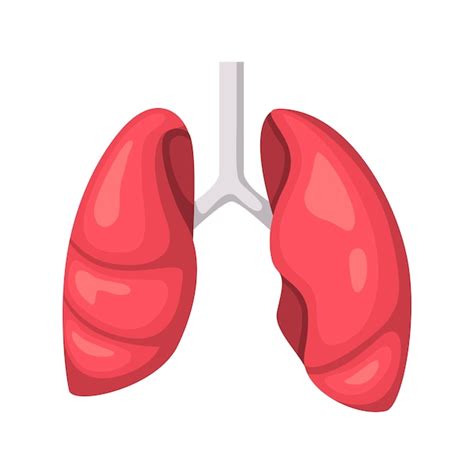 Premium Vector Lungs Icon Design Illustration Vector Design