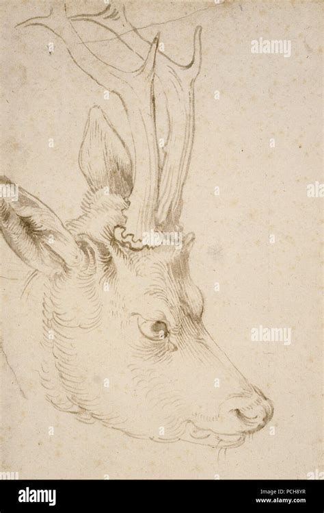 Albrecht Dürer Head of a Roebuck Stock Photo Alamy