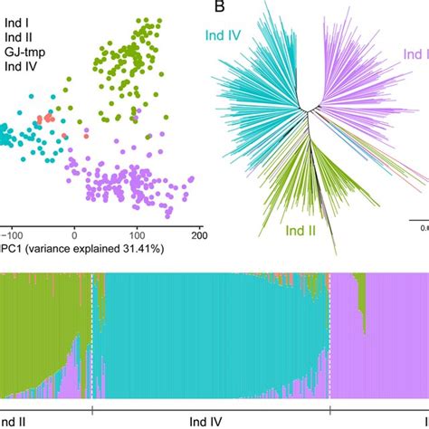 Population Structure Analysis Of Guangdong Indica Rice Accessions PCA