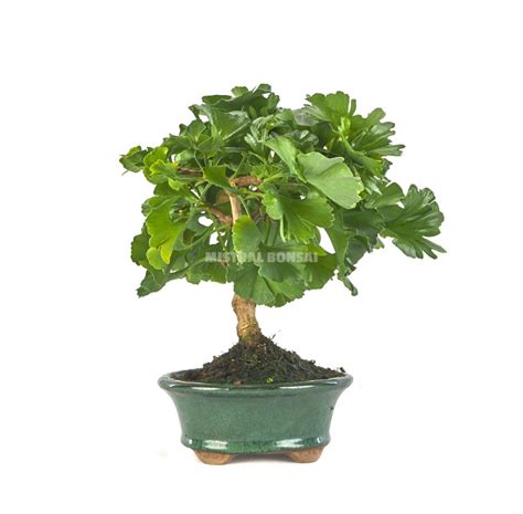 Ginkgo Biloba Bonsa Ans Arbre Aux Cus Mistral Bonsai