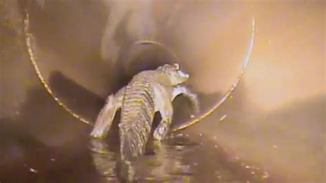 Robot Camera Finds 5 Foot Alligator In Underground Pipe WeirdNews