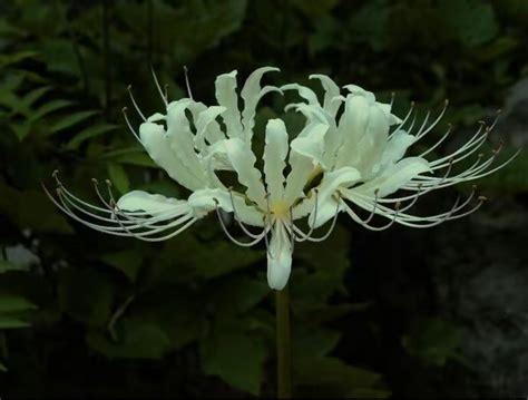 white spider lily | Nothing but flowers, Flowers, Flowers nature