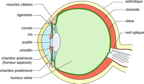 Anatomie De L Il Microbiologiemedicale Fr