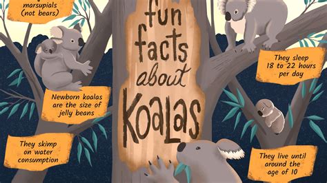 9 Things You Didnt Know About Koalas