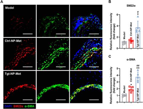 Full Article Netrin Monoclonal Antibody Functionalized Nanoparticle