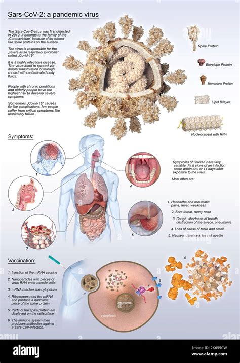 covid  virus  symptoms illustration stock photo alamy