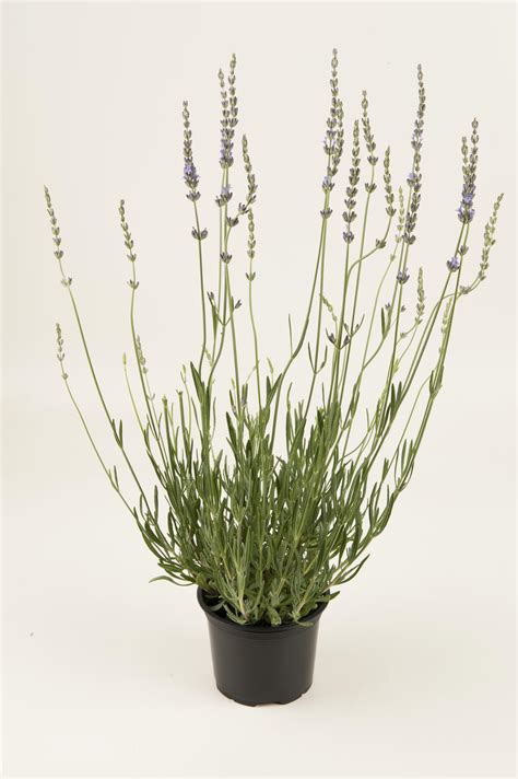 Lavandula Intermedia Grosso Verhulst Van Ryckeghem