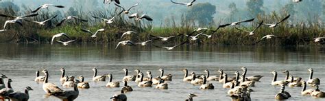 Kolleru Bird Sanctuary - Kaikaluru, Andhra Pradesh | Papikondalu Tour ...