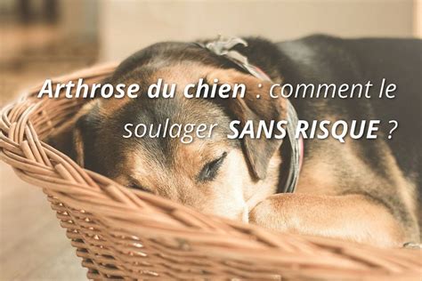 Arthrose Chien DANGER Comment Le Soulager Sans Risque