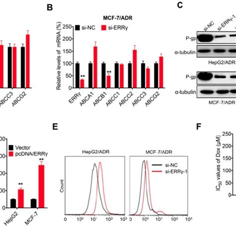 P Gp Is Involved In Err Regulated Chemoresistance Of Cancer Cells