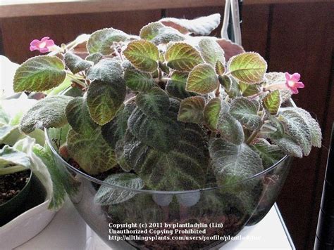 Photo Of The Entire Plant Of Episcia Episcia Cupreata Pink Panther