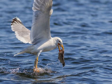 What Do Seagulls Eat? (Complete Guide) | Bird Fact