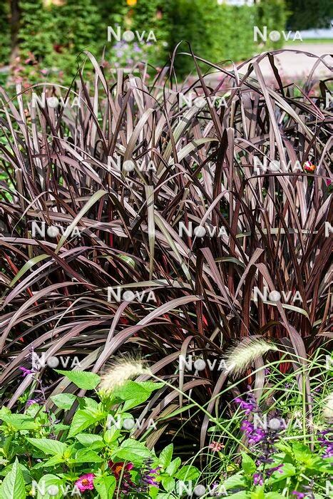 Pennisetum Advena Rubrum