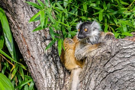 Lémur en la rama de un árbol lémur sentado y descansando en la rama de