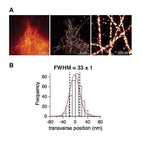 Figures And Data In Proximal Clustering Between Bk And Cav Channels