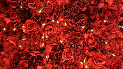 HD Flower Wallpaper Red Roses Lights - Live Wallpaper HD | Hd flower wallpaper, Best wallpaper ...