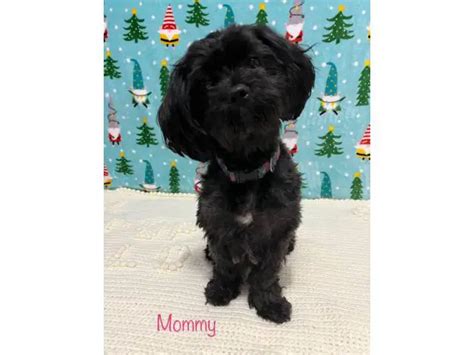 Shorkie Poodle Mix Puppies - Puppies for Sale Near Me