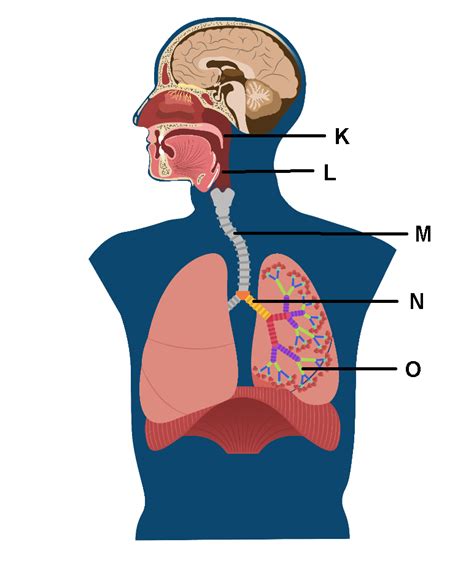 Download Kumpulan 84 Gambar Organ Sistem Pernapasan Manusia