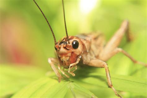 Survival Skills: Telling the Temperature with Crickets