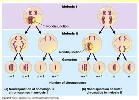 AP Biology Chapters 14 15 Flashcards Quizlet