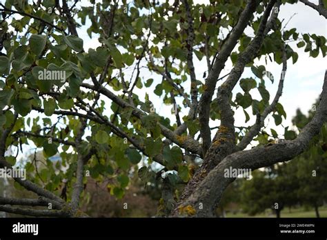 Red Bud Chinese Redbud Cercis Chinensis Stock Photo Alamy