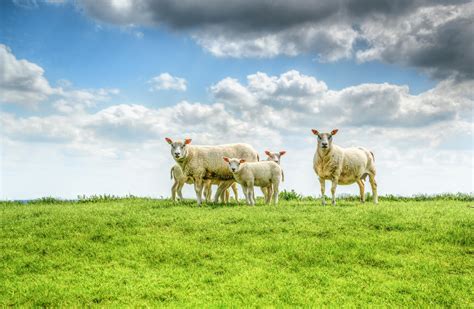 Five White Sheep on Farm · Free Stock Photo