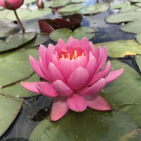 NYMPHAEA Eros En Rhizome Gamm Vert